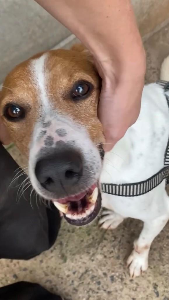 Tarzan, cachorro de porte médio para adoção em Rio Claro - SP
