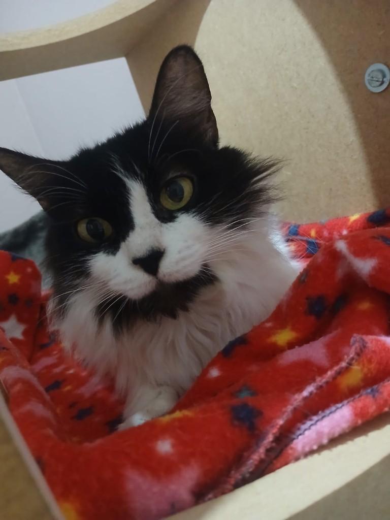 Glorinha, gato de porte pequeno para adoção em Rio Claro - SP