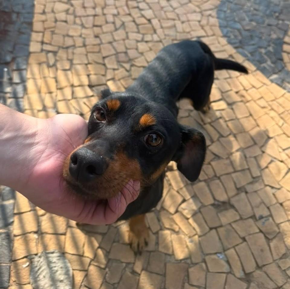 Black Pamonha, cachorro de porte pequeno para adoção em Rio Claro - SP