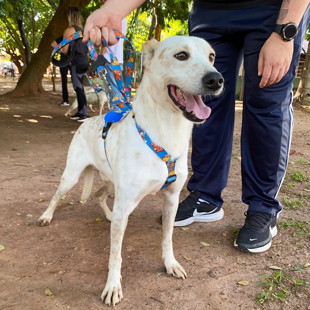 Jorginho, cachorro de porte médio para adoção em Rio Claro - SP
