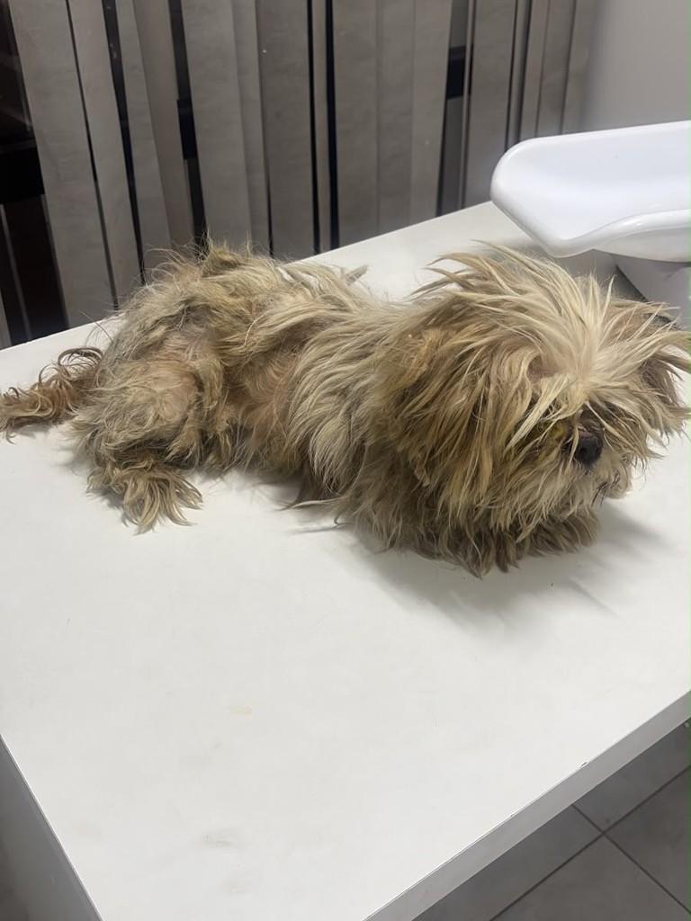 Toddy, cachorro de porte pequeno para adoção em Rio Claro - SP