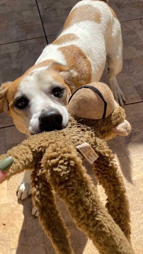 Pimentinha, cachorro de porte médio para adoção em Rio Claro - SP