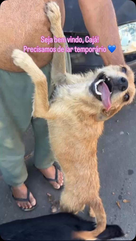 Cajá, cachorro de porte médio para adoção em Rio Claro - SP