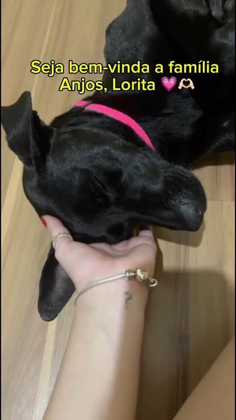 Lorita, cadela de porte médio para adoção em Rio Claro - SP