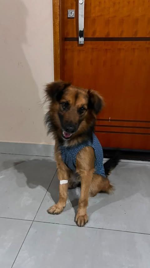 José, cachorro de porte médio para adoção em Rio Claro - SP