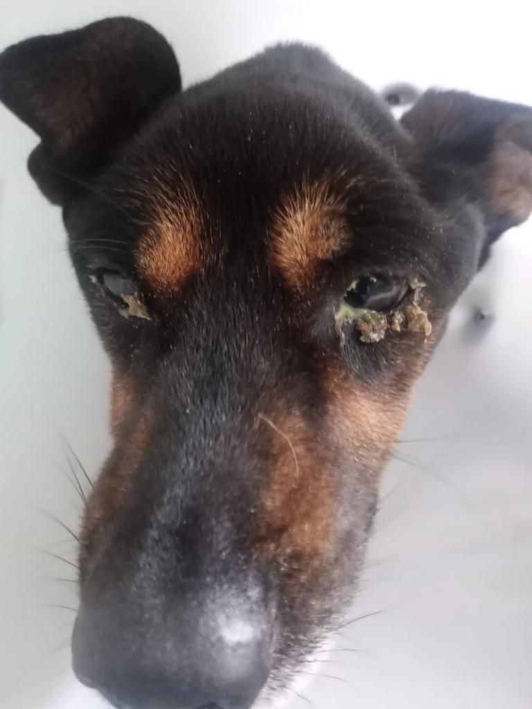 Bento, cachorro de porte pequeno para adoção em Mogi Guaçu - SP