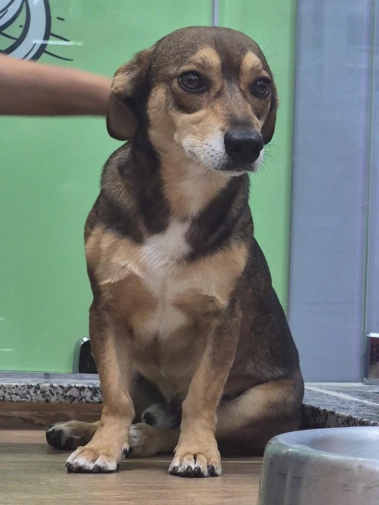 Toquinho, cachorro de porte pequeno para adoção em Mogi Guaçu - SP