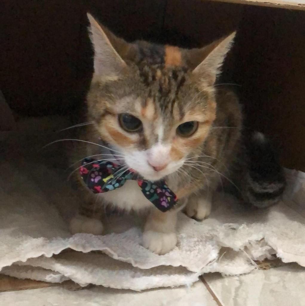 Colorada, gata de porte pequeno para adoção em Engenheiro Coelho - SP