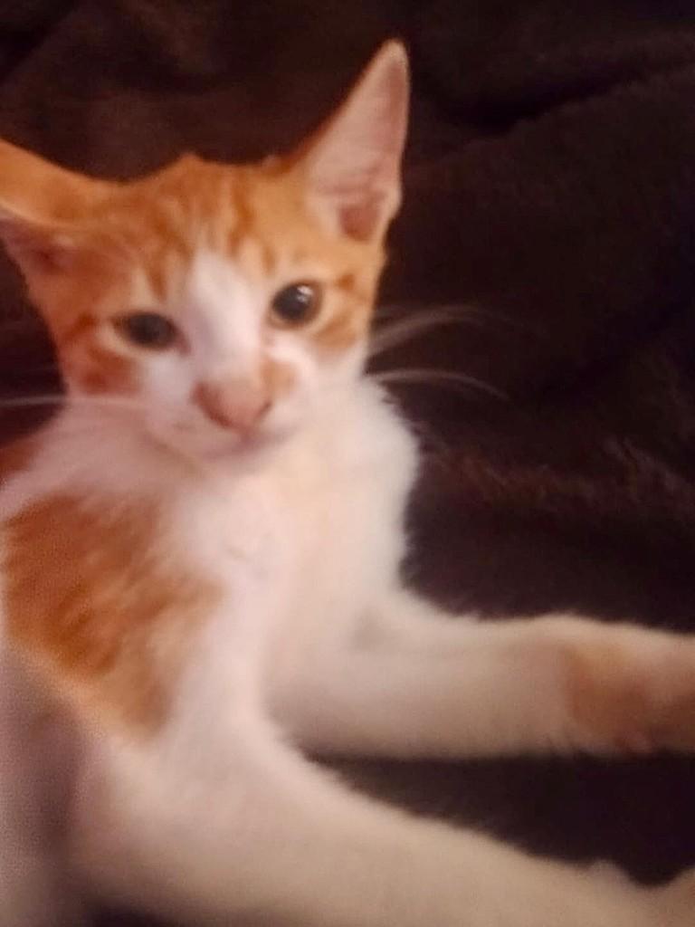 Príncipe, gato de porte pequeno para adoção em Engenheiro Coelho - SP