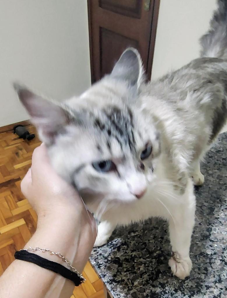 Floquinho, gato de porte pequeno para adoção em Engenheiro Coelho - SP