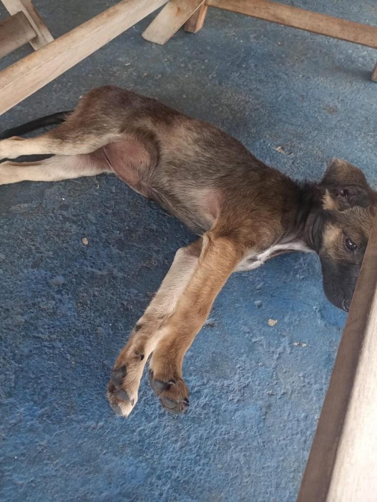 Princesa, cachorro de porte pequeno para adoção em Parintins - AM