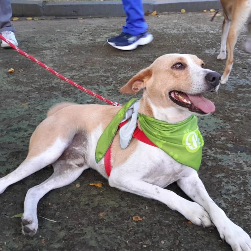 Leo, cachorro de porte médio para adoção em Parintins - AM