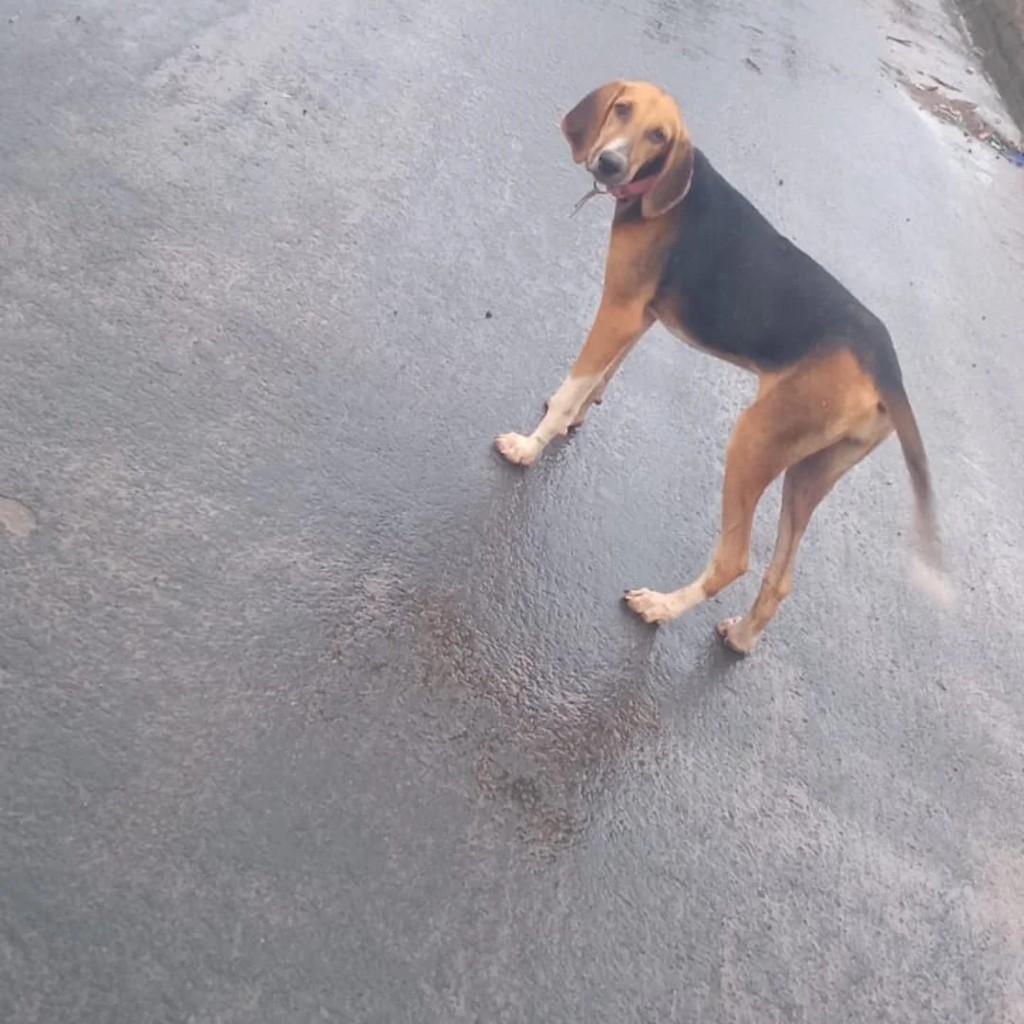 Pantera, cadela de porte médio para adoção em Castanhal - PA