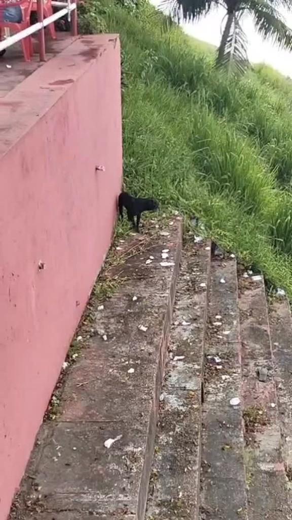 Doguinho, cachorro de porte pequeno para adoção em Parintins - AM