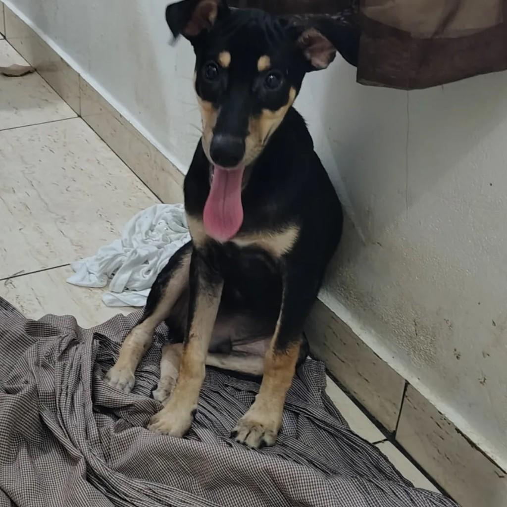 Príncipe, cachorro de porte pequeno para adoção em Parintins - AM