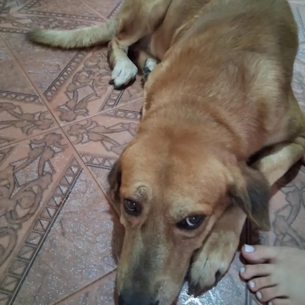 Apolo, cachorro de porte médio para adoção em Parintins - AM