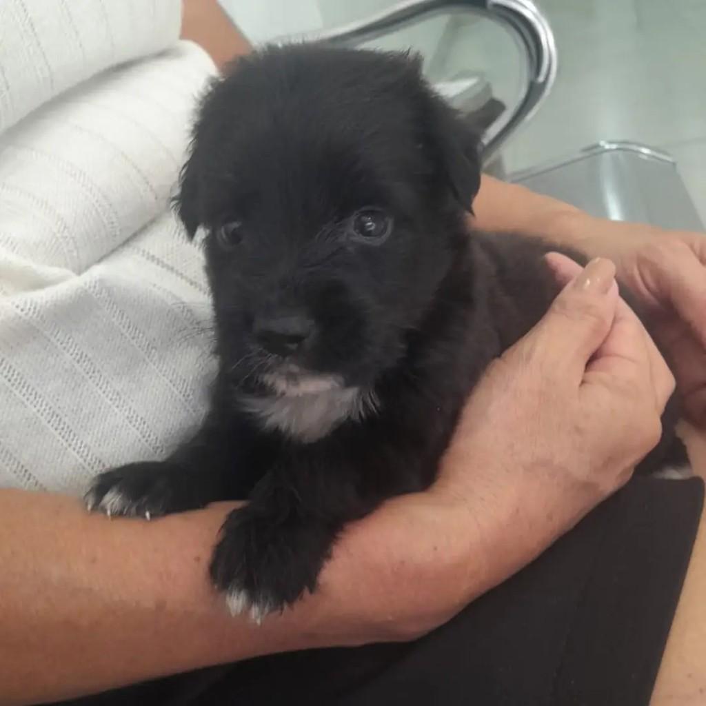 Dudu, cachorro de porte pequeno para adoção em Parintins - AM