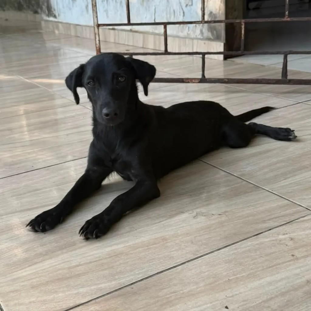 Anita, cadela de porte pequeno para adoção em Parintins - AM