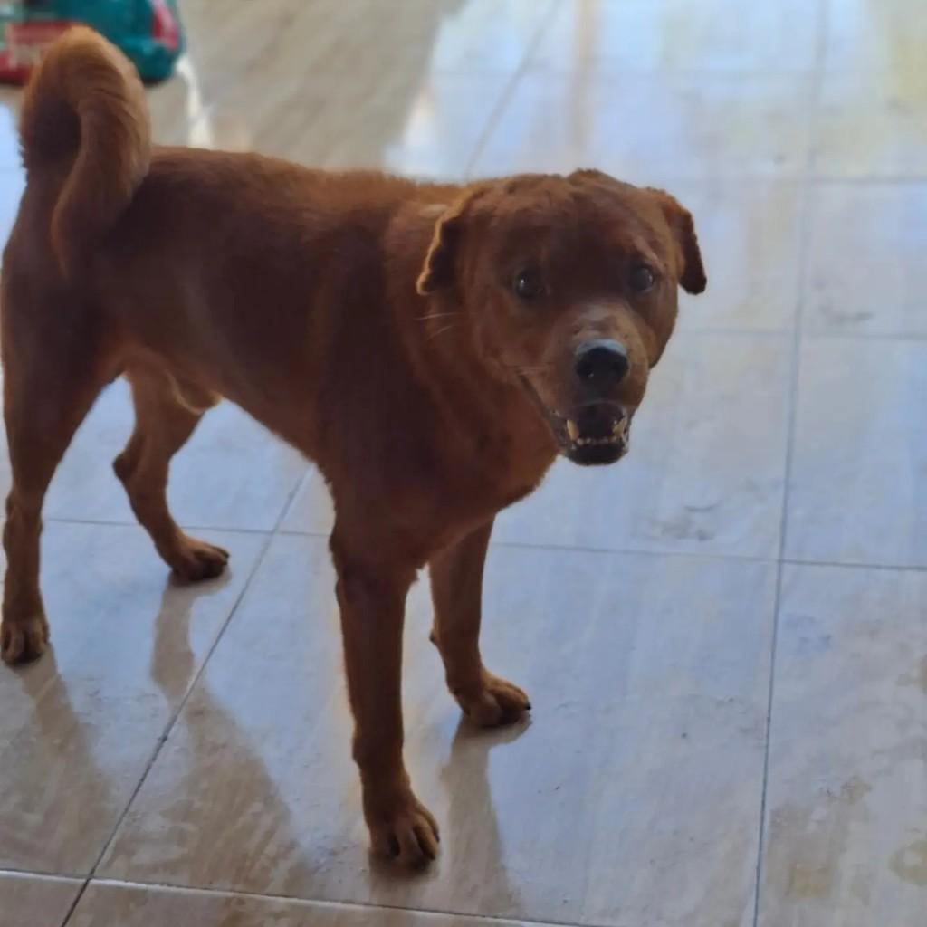 Bruce, cachorro de porte médio para adoção em Parintins - AM