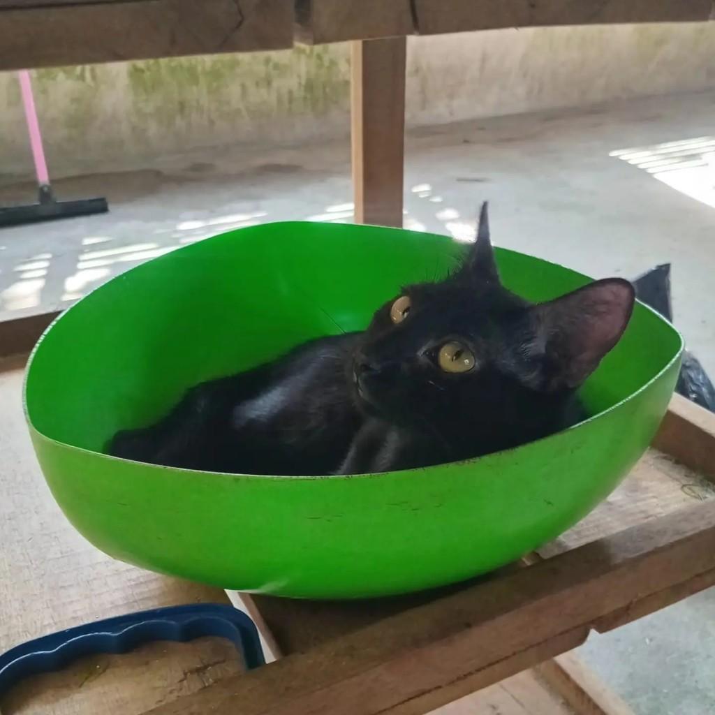 Pretinha, gato de porte pequeno para adoção em Parintins - AM