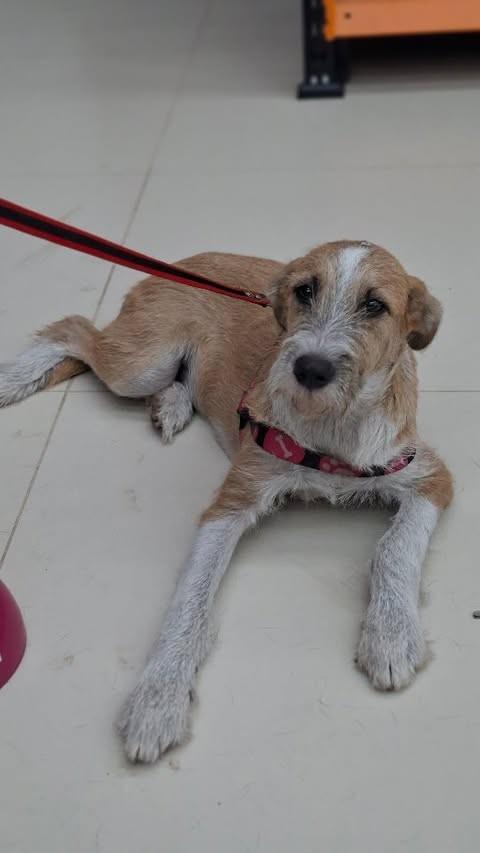 Julvan, cachorro de porte pequeno para adoção em Parintins - AM