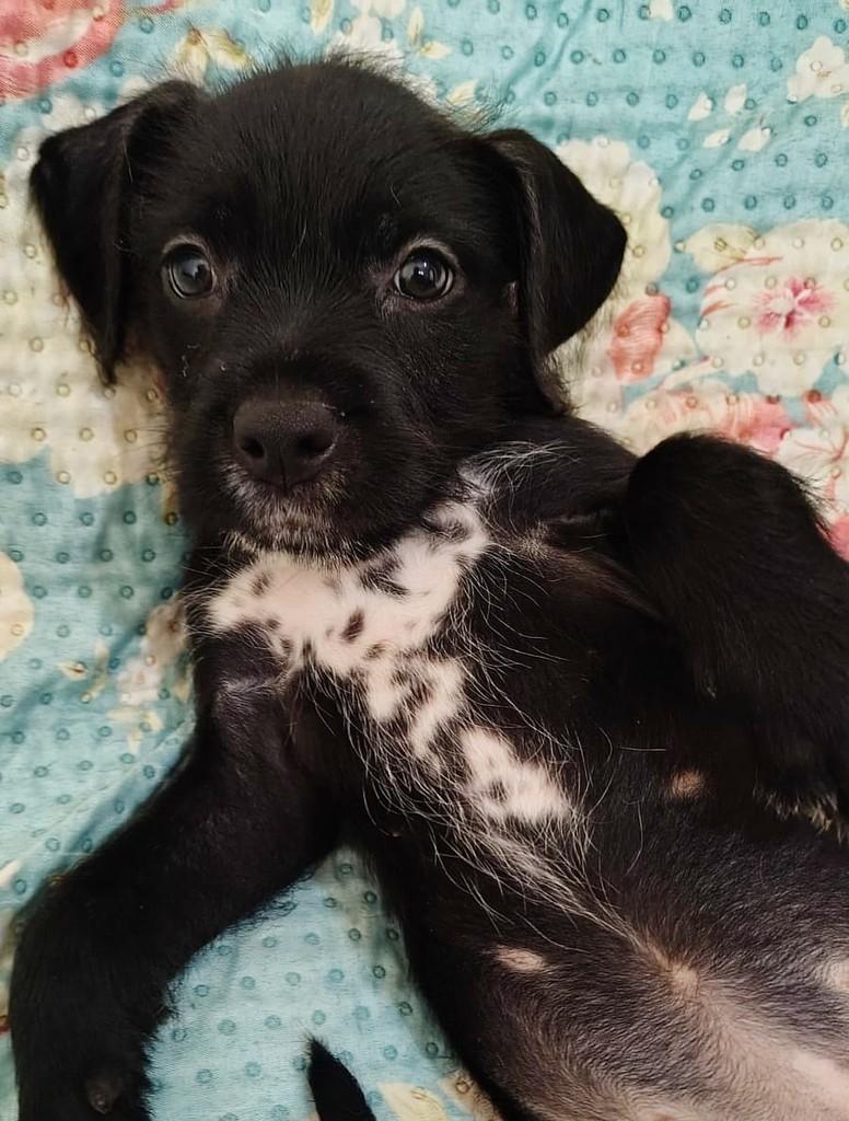 Fiapinha, cachorro de porte pequeno para adoção em Porciúncula - RJ