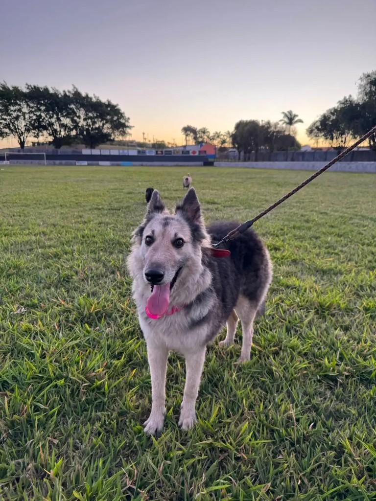 Cora, cachorro de porte grande para adoção em Altinópolis - SP