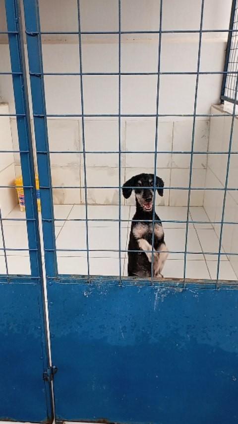 Luke, cachorro de porte pequeno para adoção em Canaã dos Carajás - PA