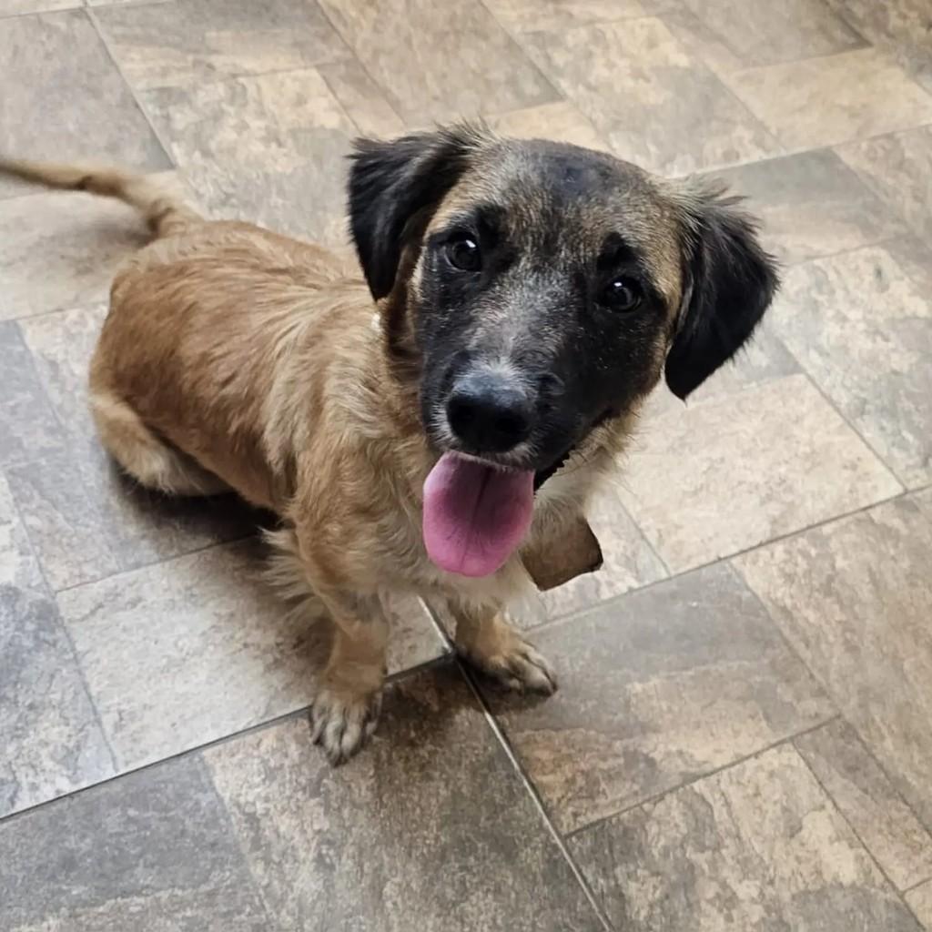 Vitória, cachorro de porte pequeno para adoção em Canaã dos Carajás - PA
