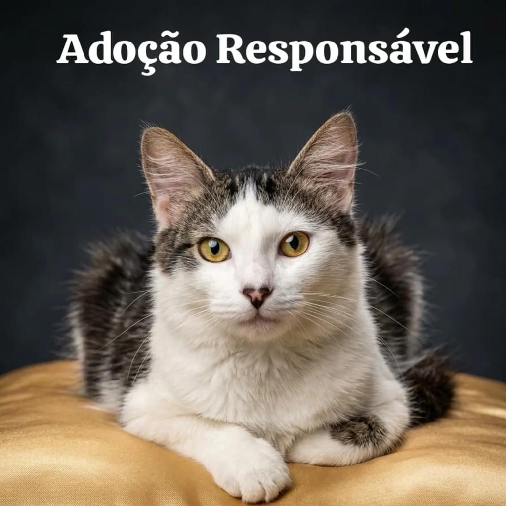 Lyon, gato de porte pequeno para adoção em Cesário Lange - SP