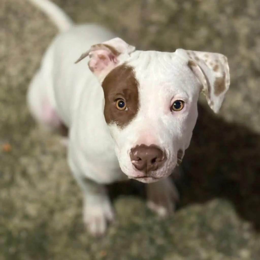 Alkaida, cachorro de porte pequeno para adoção em Cesário Lange - SP