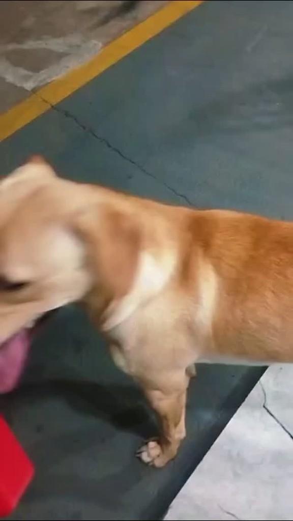 Bob, cachorro de porte pequeno para adoção em Cesário Lange - SP