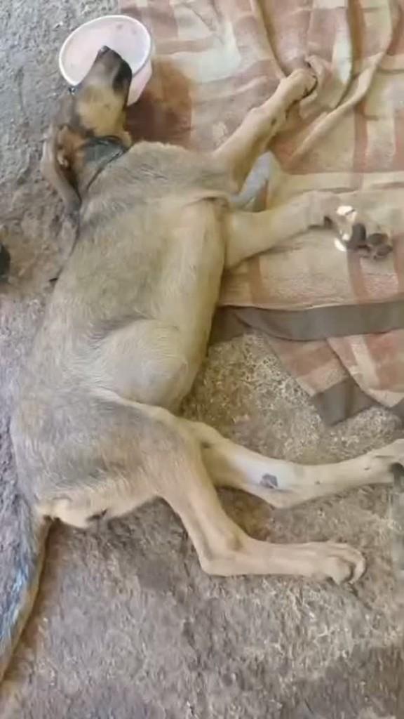 Beily, cadela de porte médio para adoção em Cesário Lange - SP