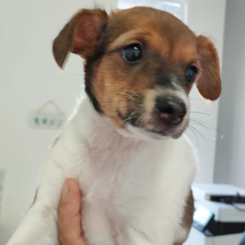 Kinder, cachorro de porte médio para adoção em Indaiatuba - SP