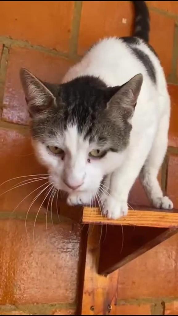 Dengoso, gato de porte médio para adoção em Indaiatuba - SP