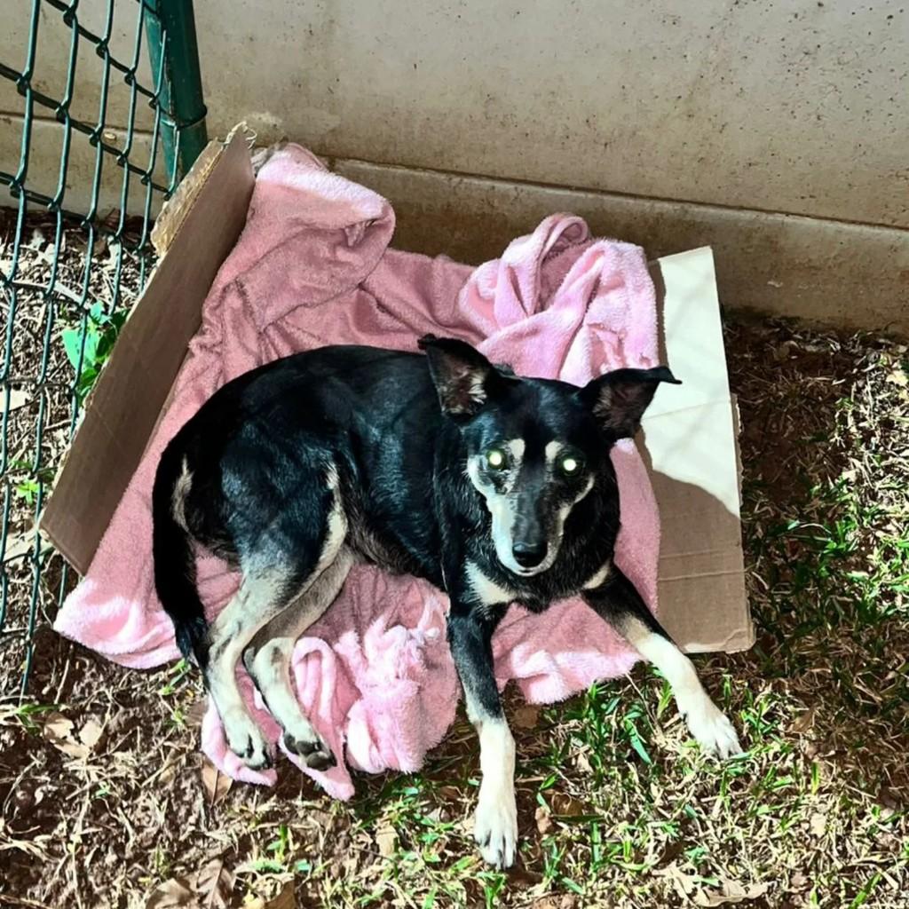 Laika, cachorro de porte pequeno para adoção em Indaiatuba - SP