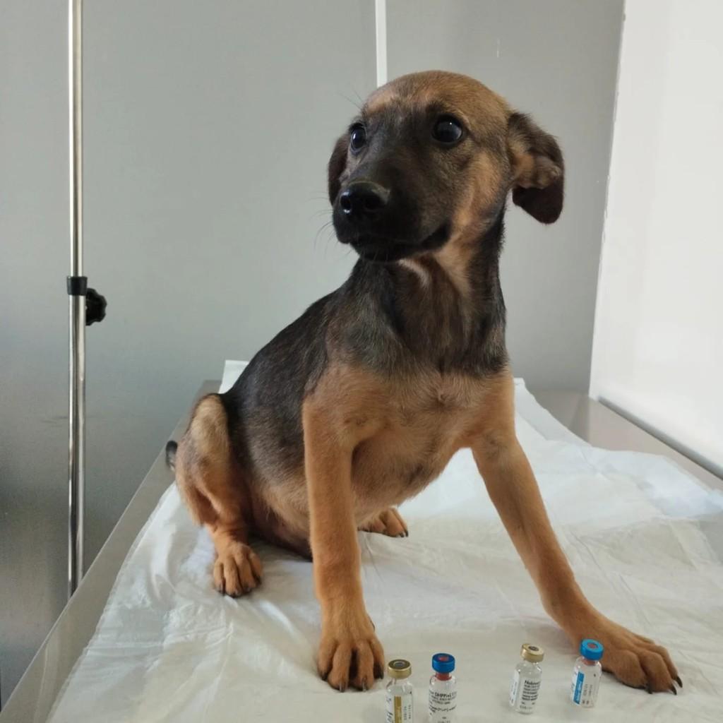 Chicó, cachorro de porte médio para adoção em Indaiatuba - SP