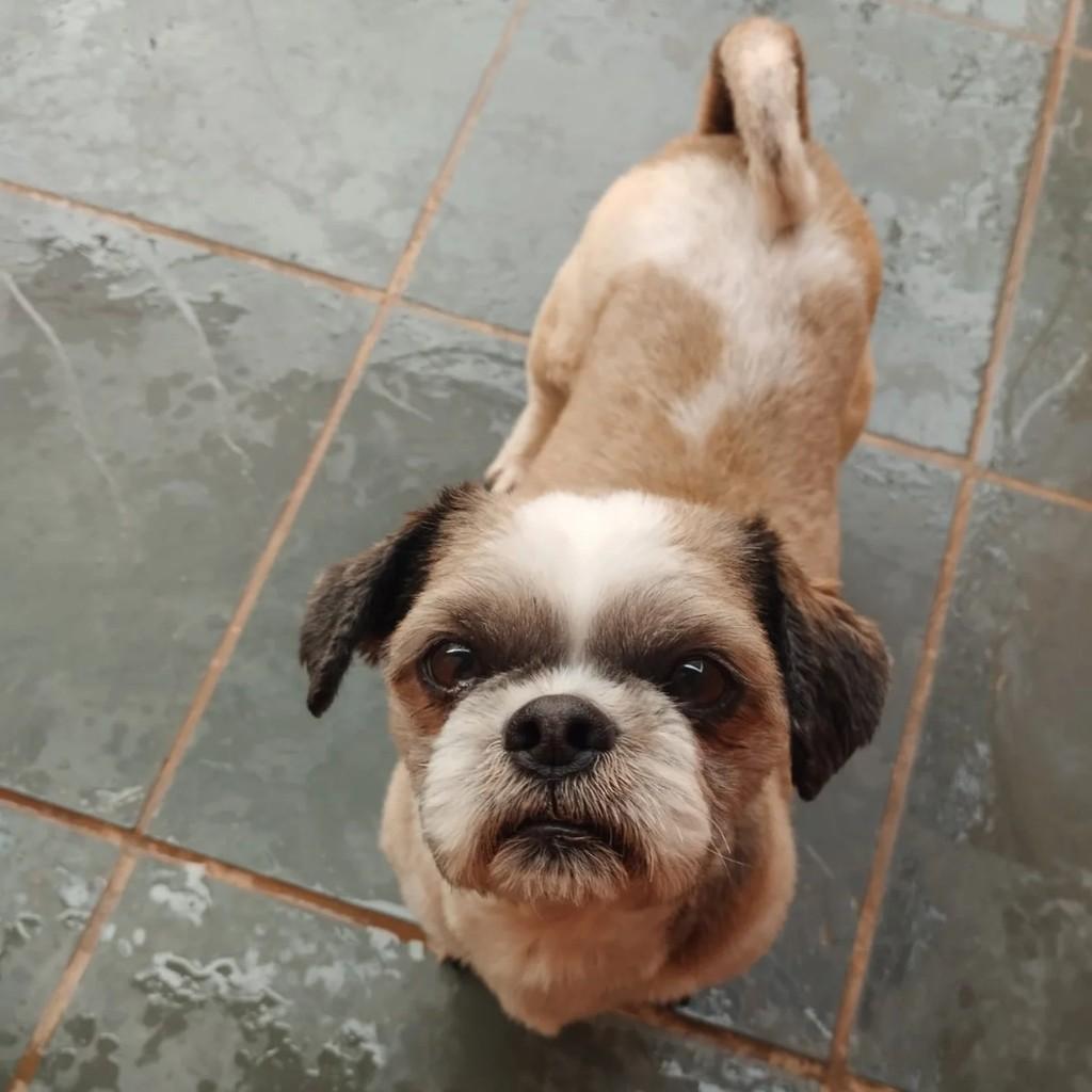 Fifiu, cachorro de porte pequeno para adoção em Indaiatuba - SP