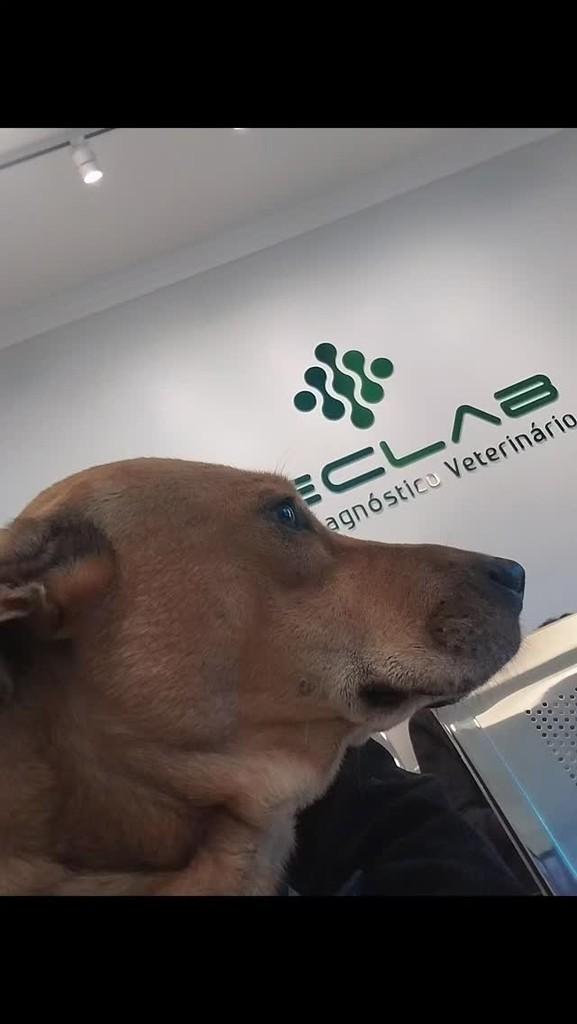 Bebel, cachorro de porte médio para adoção em Indaiatuba - SP
