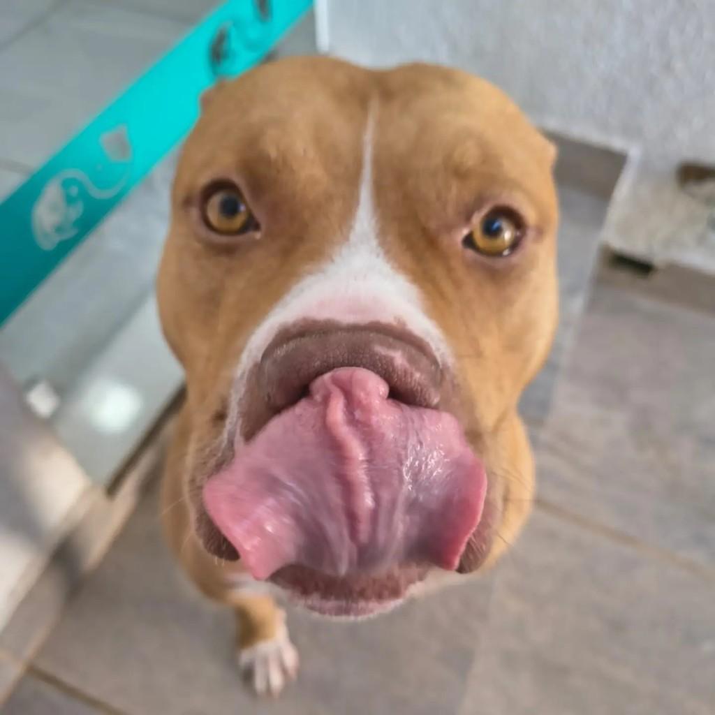 Minerva, cachorro de porte médio para adoção em Indaiatuba - SP