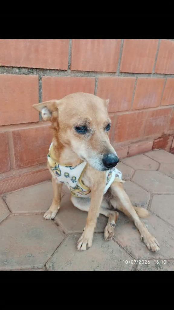 Samy, cadela de porte pequeno para adoção em Indaiatuba - SP