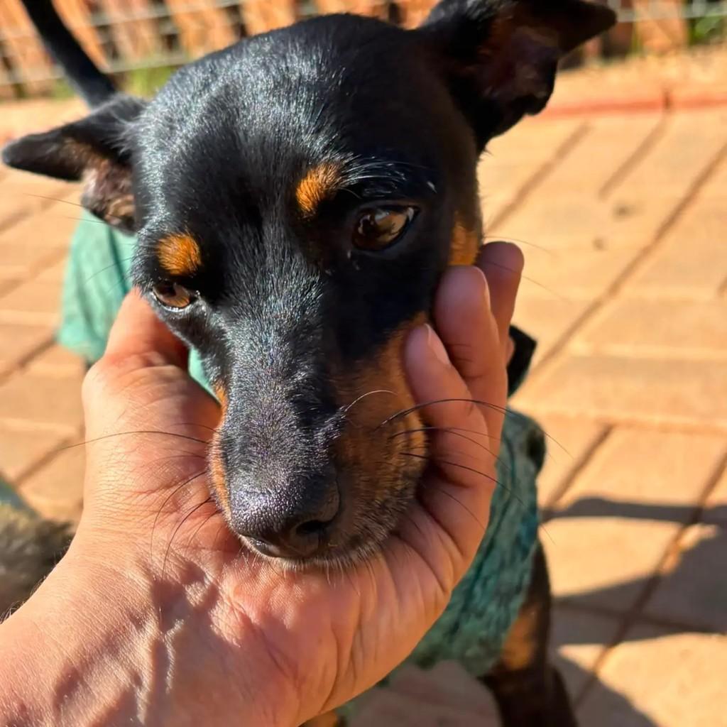 Minnie, cadela de porte pequeno para adoção em Indaiatuba - SP
