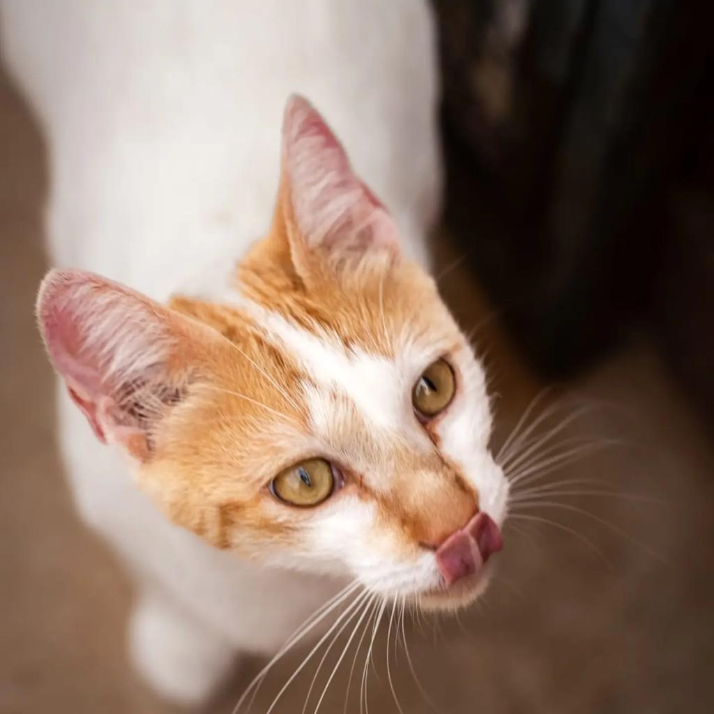Pink, gato de porte médio para adoção em Indaiatuba - SP