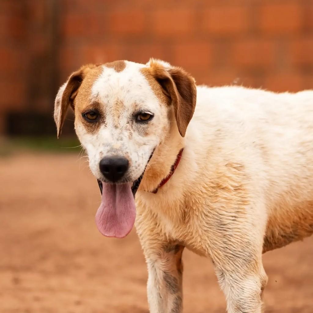 Grécia, cachorro de porte médio para adoção em Indaiatuba - SP