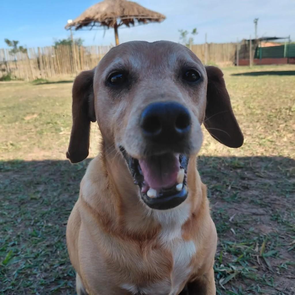Caramelo, cachorro de porte pequeno para adoção em Indaiatuba - SP