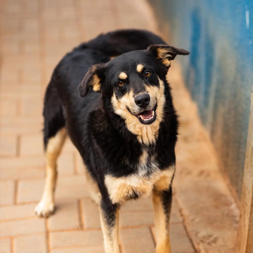 Lipe, cachorro de porte médio para adoção em Indaiatuba - SP