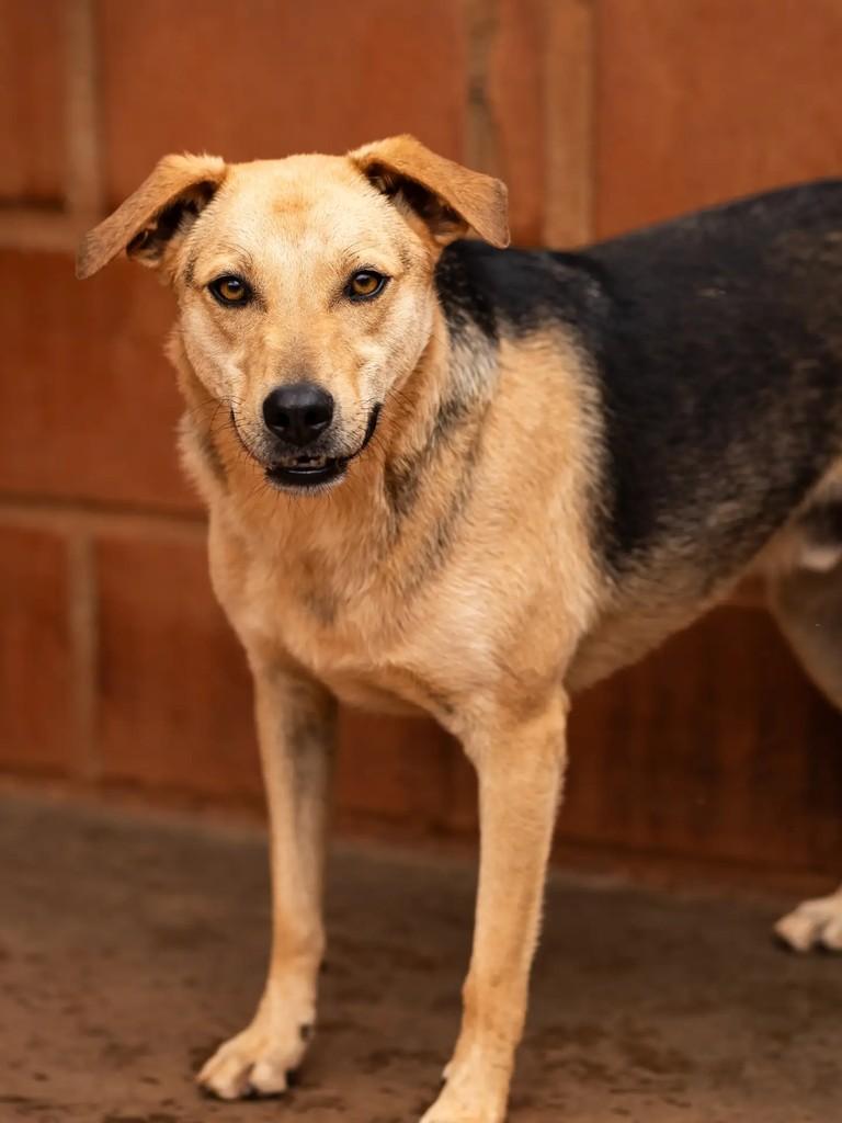 Bolinha, cachorro de porte médio para adoção em Indaiatuba - SP