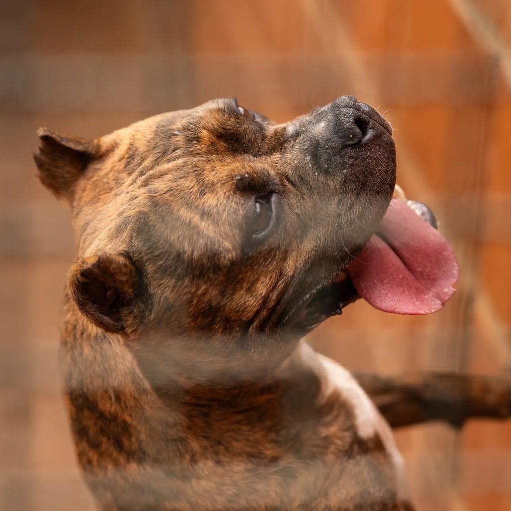 Zara, cadela de porte pequeno para adoção em Indaiatuba - SP