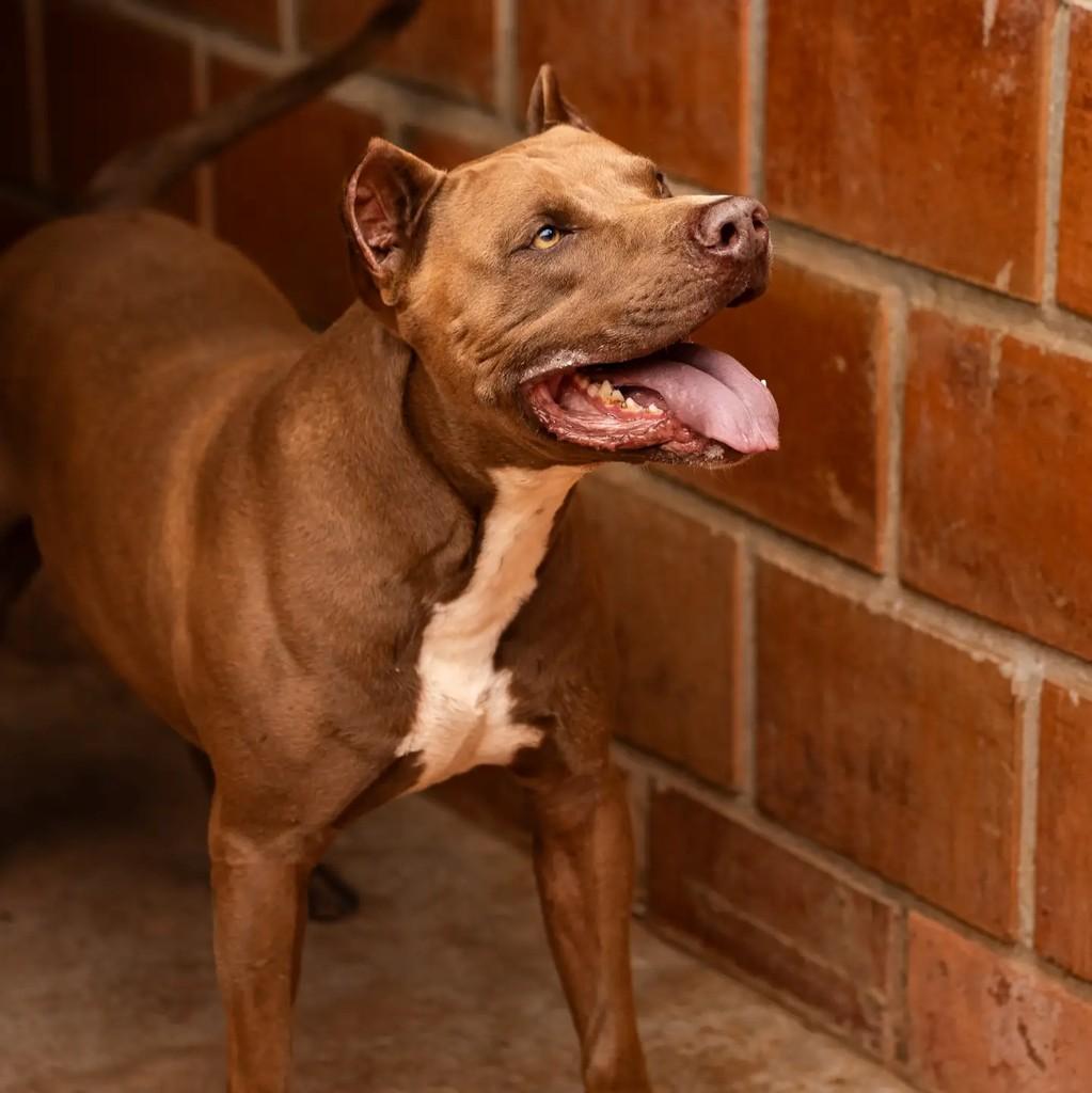 Zé, cachorro de porte médio para adoção em Indaiatuba - SP