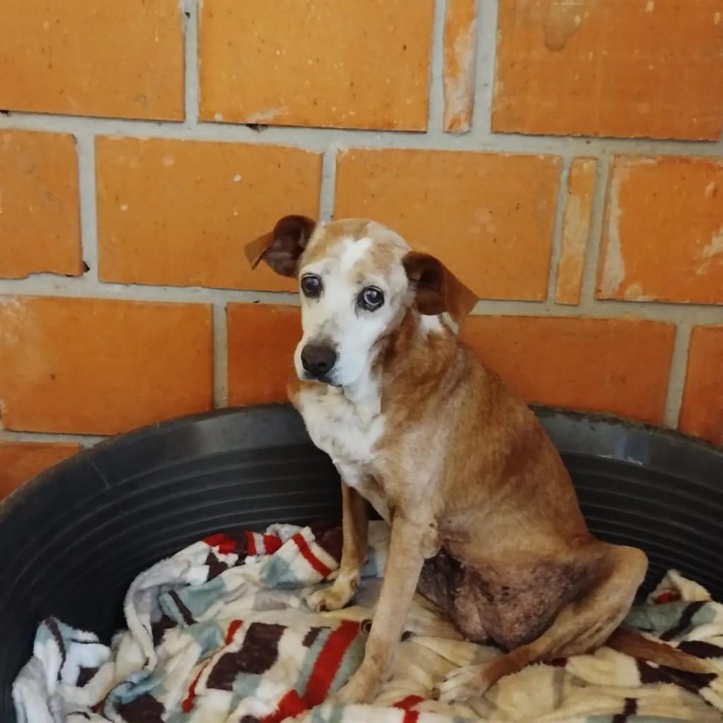 Mel, cadela de porte médio para adoção em Indaiatuba - SP